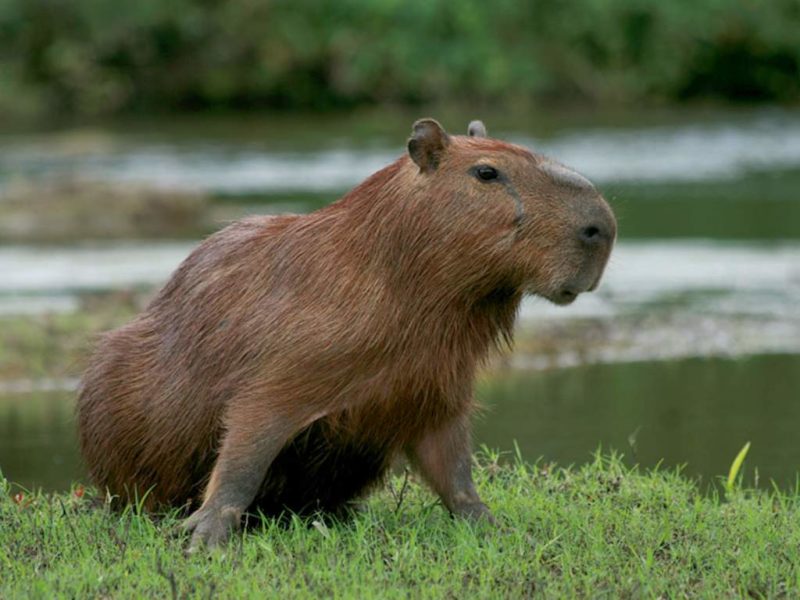 Capibara en las pampas