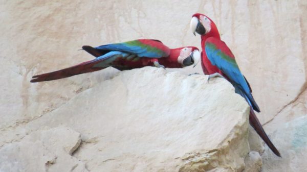 San Miguel del Bala, ecoturismo comunitario en el Madidi