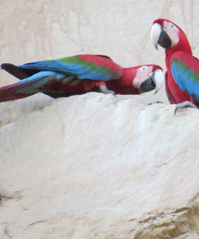 San Miguel del Bala, ecoturismo comunitario en el Madidi