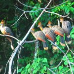 Serere (hoatzin) en la vegetación del río