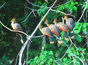 Serere (hoatzin) en la vegetación del río