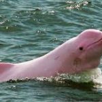 Delfín rosado (bufeo) en el río