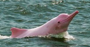 Delfín rosado (bufeo) en el río