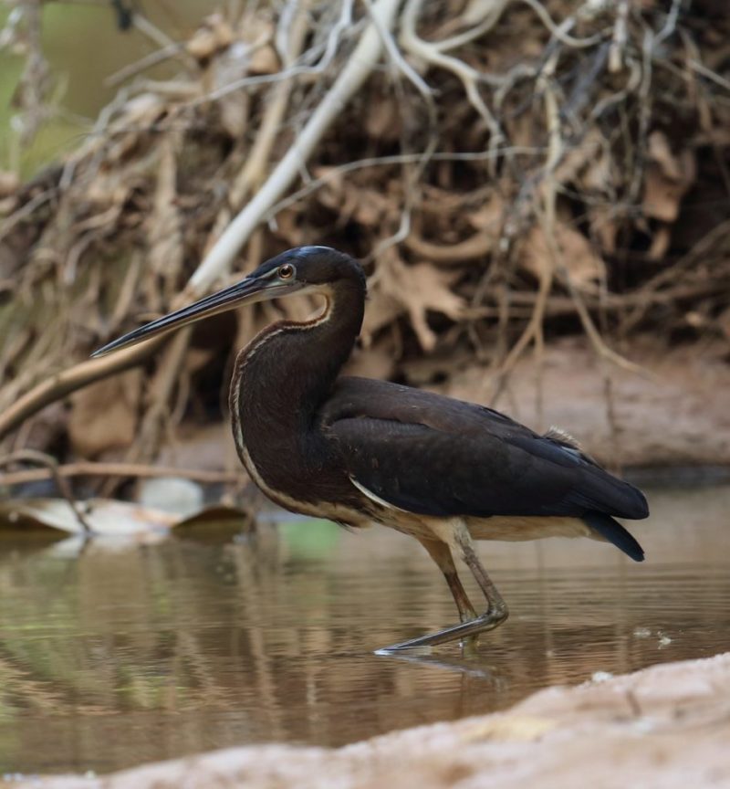 San Miguel del Bala, ecoturismo comunitario en el Madidi