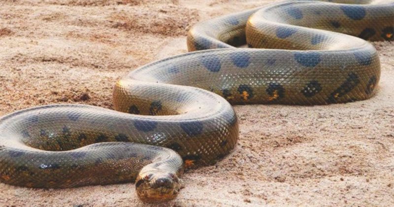 San Miguel del Bala, ecoturismo comunitario en el Madidi