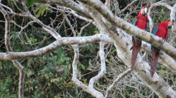 San Miguel del Bala, ecoturismo comunitario en el Madidi