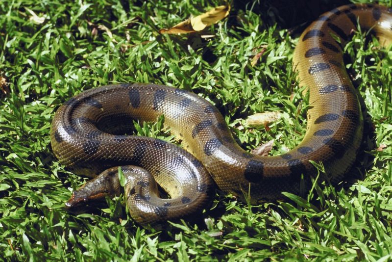 San Miguel del Bala, ecoturismo comunitario en el Madidi