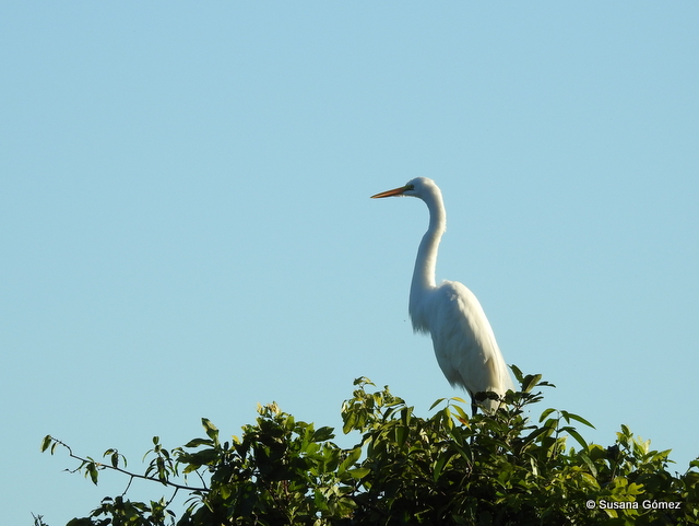 Garza en las Pampas del Yacuma