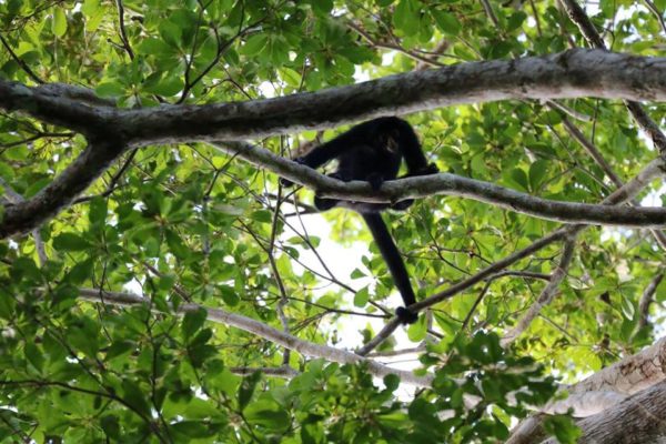 Mono en la selva del Madidi