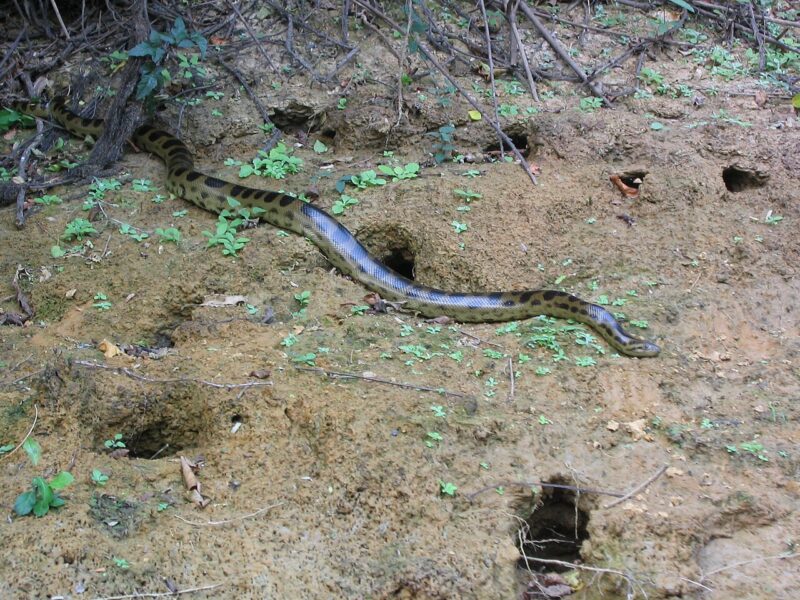Anaconda beniana (Eunectes beniensis) en la orilla del río Beni
