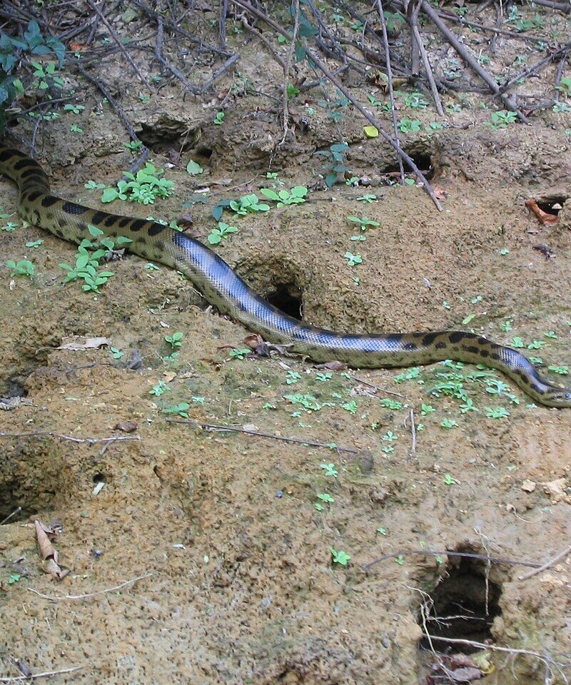 Anaconda beniana (Eunectes beniensis) en la orilla del río Beni