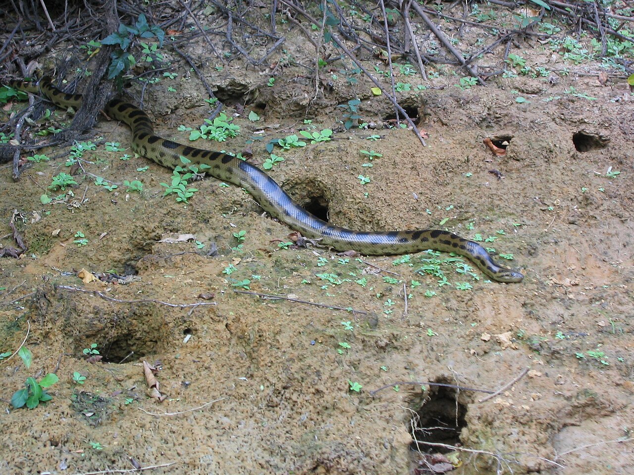 Anaconda beniana (Eunectes beniensis) en la orilla del río Beni
