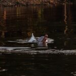Bufeo o delfín rosado boliviano (Inia boliviensis) en el río Yacuma