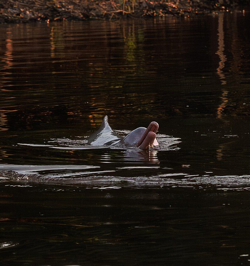 Bufeo o delfín rosado boliviano (Inia boliviensis) en el río Yacuma