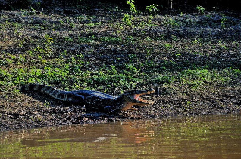 Lagarto tomando el sol en las Pampas del río Yacuma