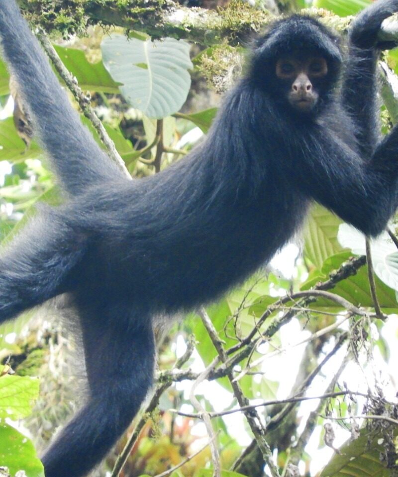 Marimono o mono araña (Ateles chamek) en la copa de un árbol