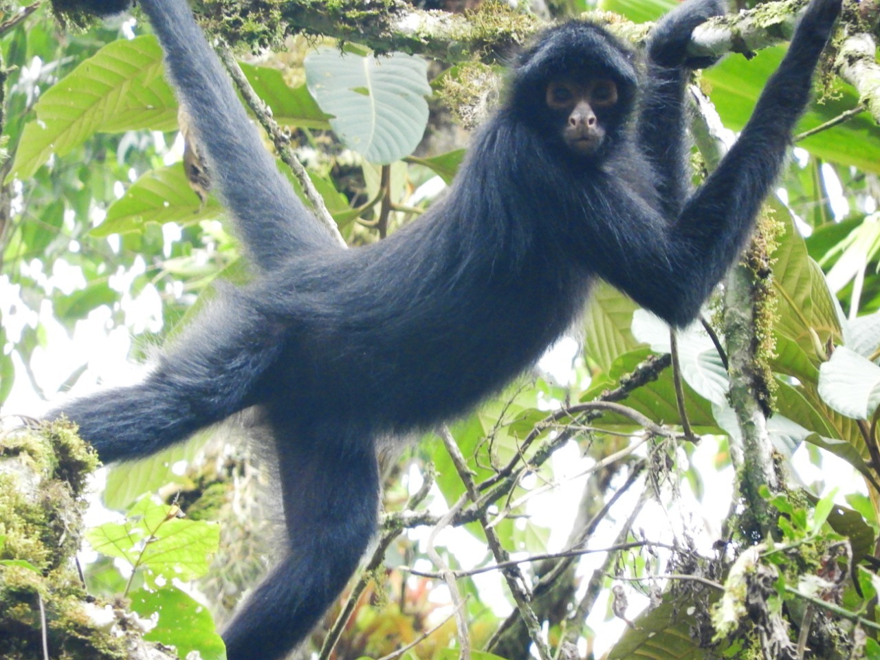 Marimono o mono araña (Ateles chamek) en la copa de un árbol