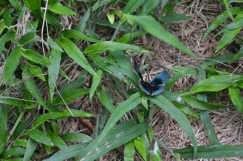 Mariposa del Parque Nacional Madidi