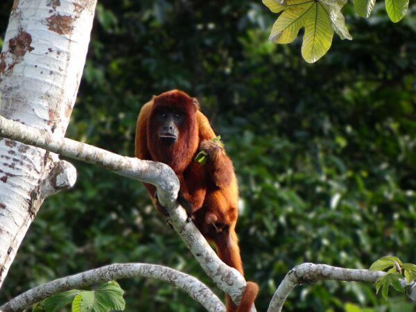 Mono aullador rojo boliviano (Alouatta sara) en Santa Rosa del Yacuma
