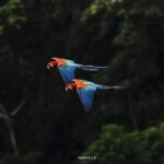 Pareja de parabas rojas volando sobre la selva del río Tuichi