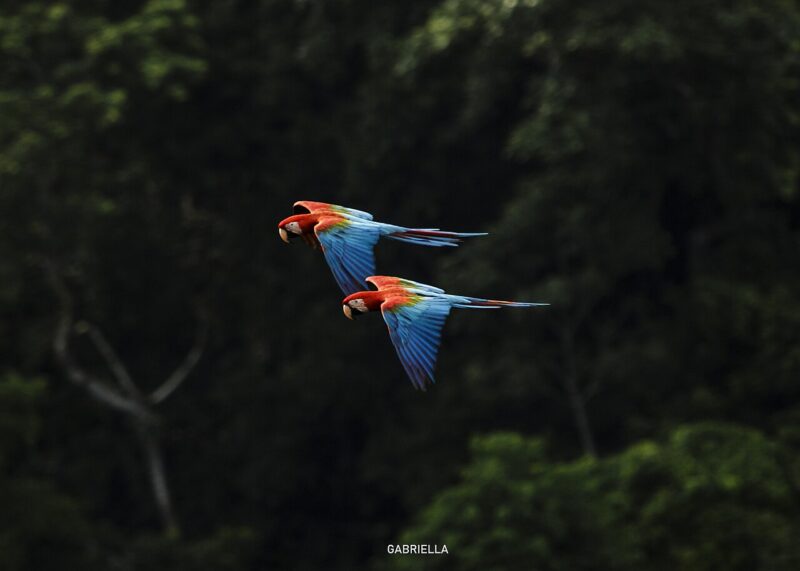 Pareja de parabas rojas volando sobre la selva del río Tuichi