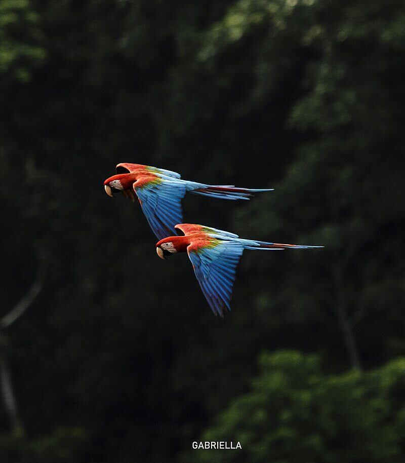 Pareja de parabas rojas volando sobre la selva del río Tuichi