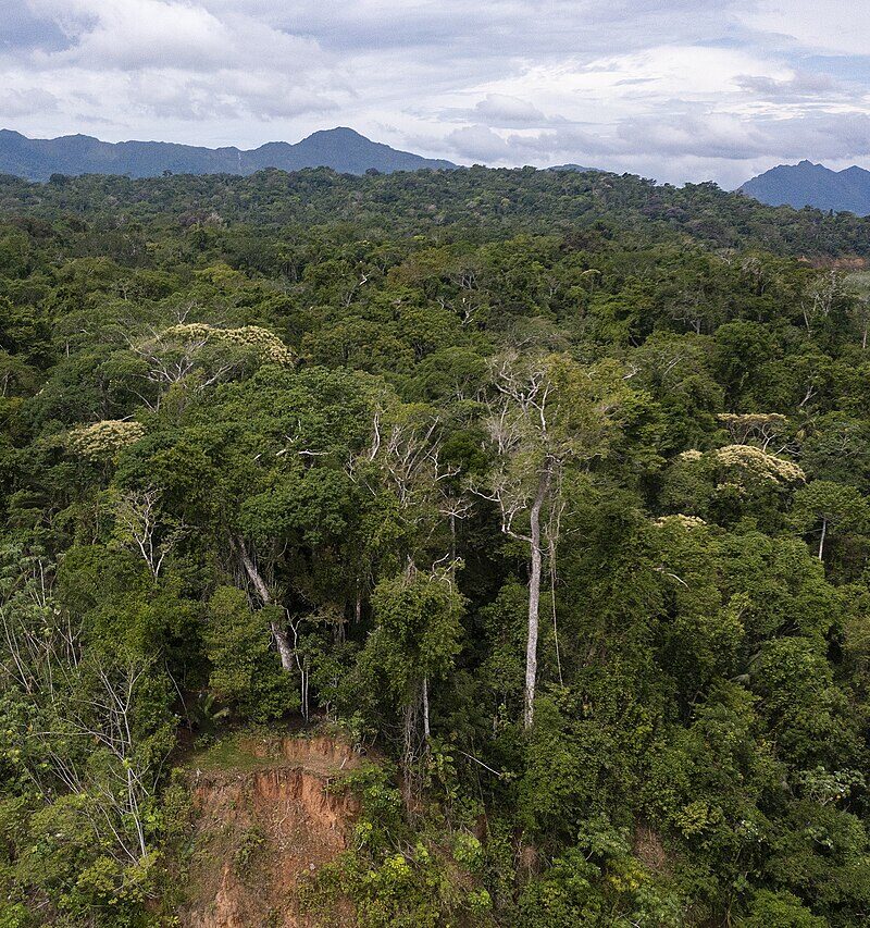 Río y bosque amazónico cerca de Rurrenabaque